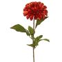 Sammetdahlia TINFAS, mörkorangea, 60cm, Ø13cm