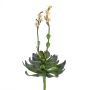 Plastskum Aeonium CHARLIZE med blommor, stickpinne, rosa, 30cm