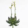 Plastskum Aeonium CHARLIZE med blommor, stickpinne, gul, 30cm