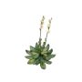 Plastskum Aeonium CHARLIZE med blommor, stickpinne, gul, 30cm