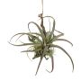 Dekoration: Tillandsia stricta-arrangemang SNARFY på gren, hängande, grön, 21x27cm