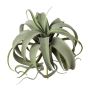 Konstgjord suckulent Tillandsia xerographica TRUMSY, på pinne, grön, 28cm, Ø25cm