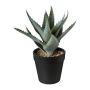 Konstgjord suckulent Aloe Vera BLORN i dekorativ kruka, grön, 20cm