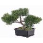Konstgjord bonsai-ceder ALESSA med rötter, i planteringsskål, 23cm