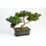 Konstgjord bonsai-ceder ALESSA med rötter, i planteringsskål, 23cm