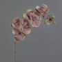Konstgjord Phalaenopsis-orkidé LARDUEN, violett-grön, 75cm, Ø10cm