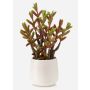 Konstgjord suckulent Sedum reflexum NORSHO i dekorativ kruka, grön-röd, 27cm