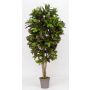 Konstgjord kroton KAJETANA, naturstammar, brokig, 175cm - Tillverkad i Italien