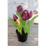 Konsttulp CAITLYN i dekorativ kruka, violett-grön, 25cm, Ø2-6cm