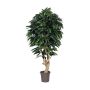 Dekorativ mango CORINDA, äkta stam, grön, crossdoor, 200cm - Tillverkad i Italien