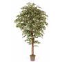 Konstgjord Ficus Benjamini LINETTE, naturstammar, grön-vit, 225cm - Tillverkad i Italien