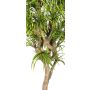 Konstgjord Dracaena Reflexa Jamaica KOLOMBINE, äkta stam, grön-gul, crossdoor, 175cm - Tillverkad i Italien