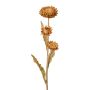 Dekorationsblomma Kap-stråblomma BERLENA, konjakfärgad, 60cm