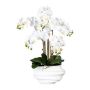 Konstgjord Phalaenopsis-orkidé ZALBROK, dekorvas vit, rötter, vit, 75cm