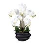 Konstgjord Phalaenopsis-orkidé ZALBROK, dekorvas svart, rötter, vit, 75cm
