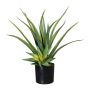 Dekorativ suckulent Aloe Vera MURFT med sticklingar, grön, 50cm