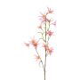 Dekorativ kvist Tweedia solanoides ZORHIL, metallicrosa, 75cm