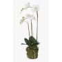 Konstgjord Phalaenopsis-orkidé PABLA, mossboll, vit, 70cm