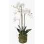 Konstgjord Phalaenopsis-orkidé, kvartett PABLA, mossboll, vit, 80cm