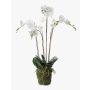 Konstgjord Phalaenopsis-orkidé PABLA, mossboll, vit, 90cm