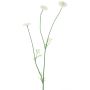 Dekorativ blomkvist Bellis NIKSA, krämfärgad, 55cm