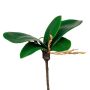 Dekorblad Phalaenopsis-orkidé ZULKRAM, stickpinne, luftrötter, 15cm