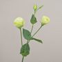 Konstgjord lisianthus-gren RINARA, krämgrön, 65cm, Ø4,5-7cm