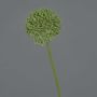 Konstgjord blomma Allium BAILIN, grön, 45cm, Ø6,5cm