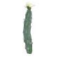 Dekorativ pelarkaktus SHUNLI med blommor, stödpinne, krämfärgad, 23cm