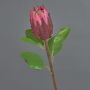 Dekorationsblomma Protea AZHEN, violett-rosa, 65cm, Ø9cm
