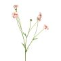 Dekorativ kvist av flockenblomma TAOTAO, cerise-rosa, 65cm, Ø4-5cm