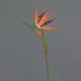 Dekorativ blomma Strelitzia WEIYU, orange-violett, 60cm, 10x13cm