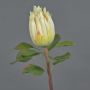 Konstgjord protea SHUHUI, krämrosa, 60cm, Ø8cm