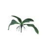 Konstgjorda blad, Phalaenopsis-orkidé WUJUAN med luftrötter, 35cm