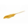 Torkat vassbunt DONJETA, curryt, 70-80cm, Ø15cm