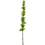 Konstgjord blomma, musselblomma PINWAN, grön, 105cm