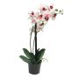 Konstblomma Phalaenopsis-orkidé CHENXU, rosa-krämfärgad, 50cm
