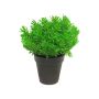 Dekorativ ört, krasse MASHUO i dekorativ kruka, grön, 20cm