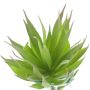Dekorativ suckulent Agave decipiens DEYUNA på pinne, grön, 18cm