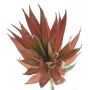 Dekorativ suckulent Agave decipiens DEYUNA på stativ, röd, 18cm