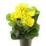 Konstgjord begonia HETIAN i dekorativ kruka, gul, 25cm