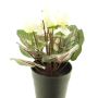 Konstgjord blomma, cyclamen XIAOGUO i dekorativ kruka, krämfärgad, 25cm