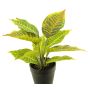 Konstväxt Croton SUNLAN i dekorativ kruka, grön-gul, 25cm