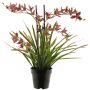 Konstblomma Cymbidium-orkidé XINGUI, mörkröd, 70cm