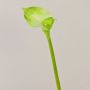 Konstgjord calla MARIOLA, grön, 80cm, 8x15cm