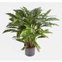 Konstväxt Calathea Rufibarba BAHATI, grön, 85cm