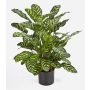Konstgjord Calathea Makoyana BADU, grön-gul, 80cm