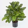 Konstgjord Calathea Makoyana BADU, buskig, grön-gul, 80cm