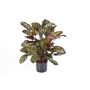 Konstgjord Calathea Makoyana BIJAN, grön-röd, 80cm