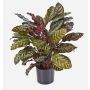 Konstgjord Calathea Makoyana BIJAN, buskig, grön-röd, 80cm